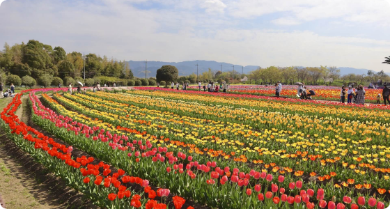 季節の花を楽しめる和泉リサイクル環境公園