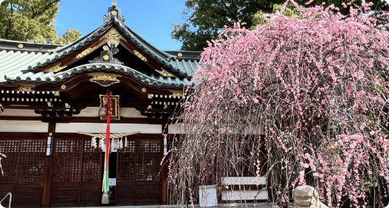 枝垂れ梅が美しい、屯倉神社(みやけじんじゃ）
