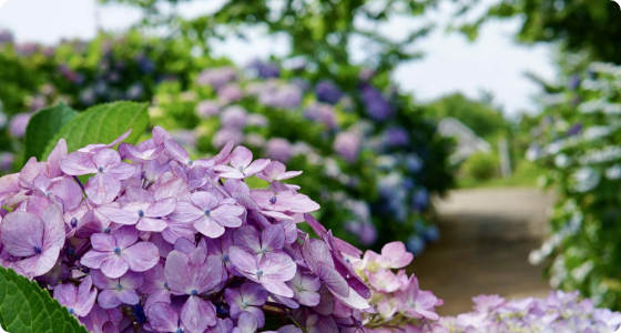 春には桜、夏には紫陽花が咲き誇る道の駅「しらとりの郷・羽曳野」